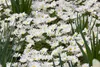 Anemone blanda 'White Splendour', Balkan-Windröschen, weiß, Produktbild-Vorschau 1