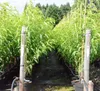 Pfirsichbaum Kernechter vom Vorgebirge historischer Produktbild-Vorschau 3