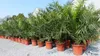 2 Stück Palme XXL 180 cm Phoenix canariensis, kanarische Produktbild-Vorschau 1