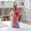 Model ľudského tela, 23 kusov 455 mm, anatomický model Náhľad obrázku produktu 8
