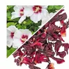Herbs from Poland Hibiskusblüte, Erfrischend & Produktbild-Vorschau 2