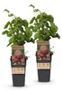 Green boutiQ - Obst gepflanzt - Rubus phoenicolasius - Produktbild-Vorschau 1