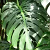 Monstera (Monstera deliciosa)  - 5 graines Voir les images du produit 1