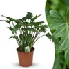 Green boutiQ - Zimmerpflanze - Philodendron - Philodendron Produktbild-Vorschau 1
