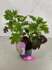 Hydrangea quercifolia "Ruby Slippers", eikenbladhortensia, Productafbeelding-voorbeeld 5