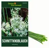 Schnittknoblauch Mehrjährig Samen - Allium tuberosum - Produktbild-Vorschau 1