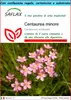 SAFLAX Set regalo - Centaurea minore - 250 semi - Anteprima dell’immagine prodotto 1