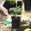 A person's hand is shown tending to a small tomato plant in a black pot, with gardening supplies like green twine and soil scattered on a wooden surface. Podgląd zdjęcia produktu