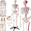Multiple anatomical models of human skeletons and anatomical charts are displayed against a white background. Produktbild-Vorschau