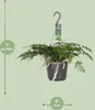 Humata tyermannii Bärenfußfarn Ø 17 cm - Höhe 20 cm - Produktbild-Vorschau 5