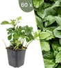 Plants by Frank | 60 Plantes de pachysandre du Japon | Voir les images du produit 1