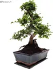 Bonsai Baum mit Keramik Blumentopf - Chinese elm - (25 cm Produktbild-Vorschau 4