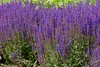 Stauden Gänge 1 x Salvia nemorosa 'Ostfriesland' im 1 Liter Produktbild-Vorschau 2