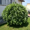 Salix caprea Pendula hängende Kätzchenweide Weide Stamm Produktbild-Vorschau 2