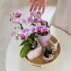 Kolibri Orchids | Růžová orchidej Phalaenopsis - Mineral Náhled obrázku produktu 6