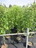 Hochstamm Hängende Kätzchenweide - Salix caprea Pendula - Produktbild-Vorschau 3