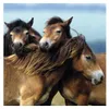 Chers chevaux Ravensburger 08011 Voir les images du produit 5