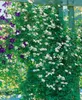 Clematis viticella 'Huldine', Waldrebe, weiß, 60–100 cm Produktbild-Vorschau 3
