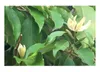 10x Magnolia champaca Magnolie Baum Garten Pflanzen - Samen Produktbild-Vorschau 5