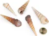 Several Turritella terebra shells are arranged on a white background, with a coin for scale. Produktbild-Vorschau