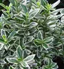 Japanischer Spindelstrauch ´MICROPHYLLUS ALBOVARIEGATUS´ Produktbild-Vorschau 1