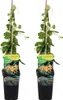 Bloomique - 2er-Set - Lonicera Tellmanniana - Produktbild-Vorschau 1