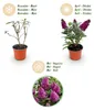 Krzew motylkowy Buddleja davidii Butterfly Candy Little Podgląd zdjęcia produktu 5