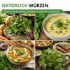 Liebstock Maggikraut Samen - Levisticum officinale - Produktbild-Vorschau 9
