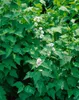 Althaea officinalis, Eibisch, ca. 9x9 cm Topf, heilkräftig Produktbild-Vorschau 2