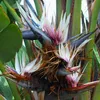 Exotické semená - Strelitzia Nicolai - balenie 10 ks - Náhľad obrázku produktu 3