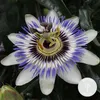 A close-up of a Passiflora Caerulea flower. Voir les images du produit