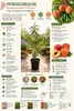 Pfirsichbaum Prunus persica ‘Precoce’ – früher Pfirsich, Produktbild-Vorschau 2