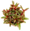 Peperomia graveolens in vaso da 10,5 cm Anteprima dell’immagine prodotto 3