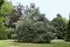 Tränen-Kiefer 70-80 cm, im Topf - Pinus wallichiana, Produktbild-Vorschau 4
