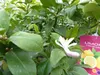 Zitrus Zitronenbaum Zitrone Citrus Limon Limone 140 - 160 Produktbild-Vorschau 4