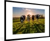 MuchoWow® Gerahmtes Poster Kühe - Sonne - Gras - Tiere - Produktbild-Vorschau 1