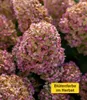 A close-up of pink and green hydrangea flowers in bloom, with a yellow overlay in the bottom right corner. Produktbild-Vorschau