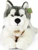 Plyšový Husky s postrojom 60 cm Ekologický Náhľad obrázku produktu 2