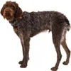 Ruffwear Front Range™ Hundegeschirr Produktbild-Vorschau 6