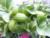 Grünwaren: echter Zitronenbaum 50 - 70 cm Zitrone Citrus Produktbild-Vorschau 6