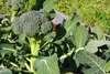 SAFLAX - BIO - Broccoli - Calabrese - 100 Samen - Brassica Produktbild-Vorschau 9