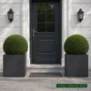 Stauden Gänge 5 x Ilex crenata 'Stokes' - Niedriger Berg Produktbild-Vorschau 9