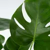 Fensterblatt - Monstera deliciosa - Höhe 50-60cm - ⌀17cm Produktbild-Vorschau 3