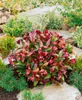 Leucothoe walteri 'Scarletta', Schattenglöckchen, rot, Produktbild-Vorschau 2