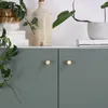 A close-up shot of two gold cabinet knobs on a sage green cabinet doors, with some houseplants and decor on the shelf above. Produktbild-Vorschau