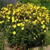 6 x Nachtkerze  - Oenothera fruticosa 'Sonnenwende'  | Topf Produktbild-Vorschau 2