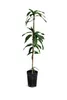 A potted plant on a white background. Podgląd zdjęcia produktu