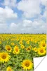 MuchoWow® Poster Sonnenblumen - Blumen - Wolken - Natur - Produktbild-Vorschau 1