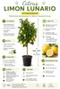 Citrus limon Lunario 140–170 cm – Echter Zitronenbaum – Produktbild-Vorschau 2