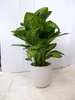 [Palmenlager] XL Dieffenbachia Tropic Snow 100 cm- Pot 21 Produktbild-Vorschau 4